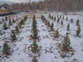
                    В Металлургическом районе высадили более 3 тысяч новых деревьев                    